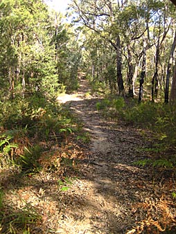 Lawson Ridge singletrack - 2008 - Tony Fathers